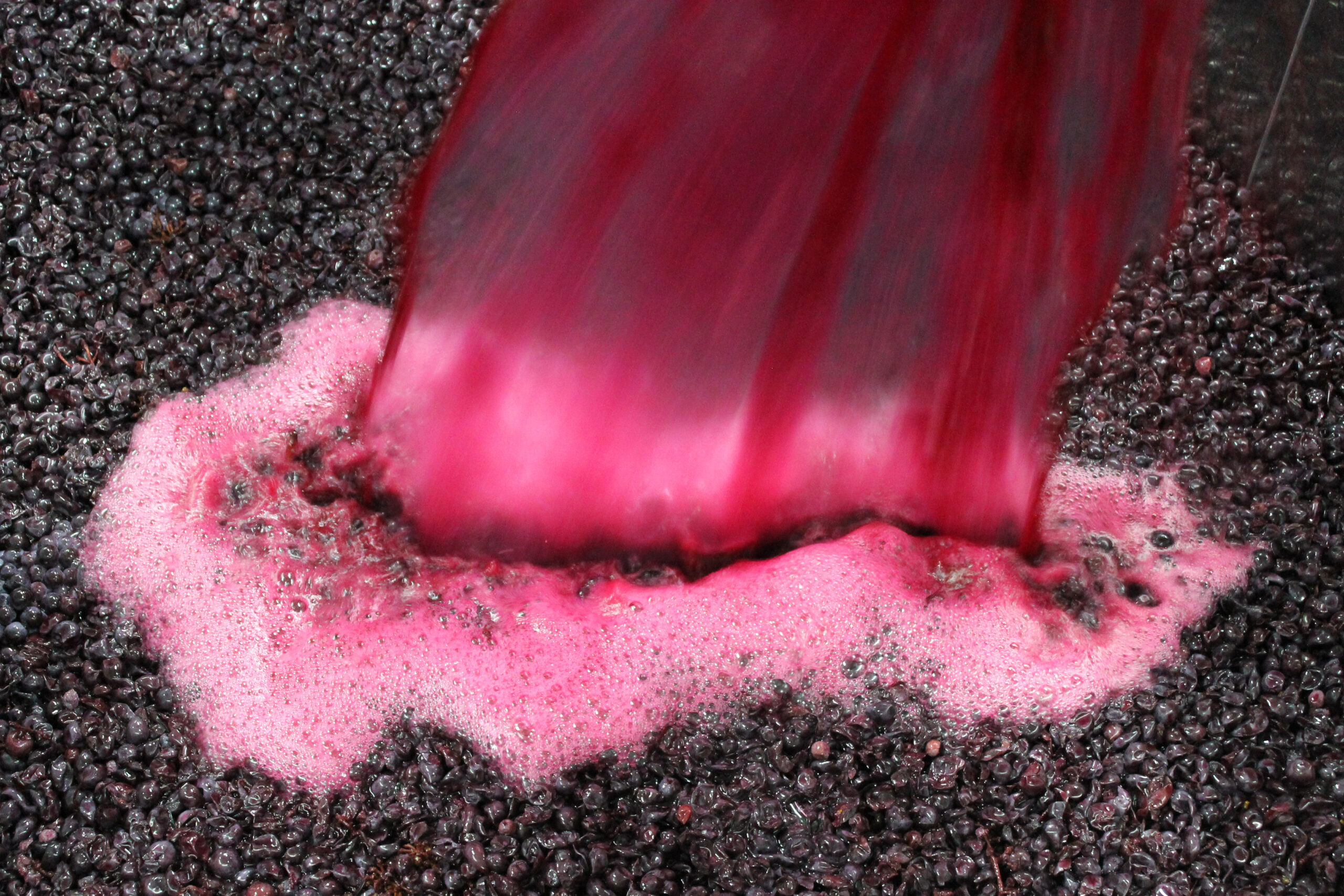 Comienza la Fermentación del Vino de las Nieves 2016